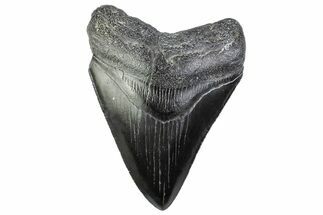 Serrated, Fossil Megalodon Tooth - South Carolina #374102