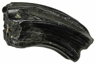 Pleistocene Aged Fossil Horse Tooth - South Carolina #374119