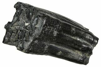 Pleistocene Aged Fossil Horse Tooth - South Carolina #374123