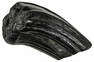 Pleistocene Aged Fossil Horse Tooth - South Carolina #374127