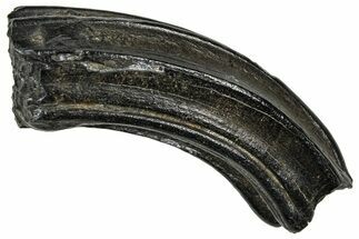 Pleistocene Aged Fossil Horse Tooth - South Carolina #374132