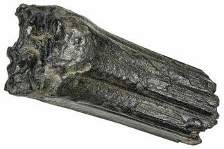 Pleistocene Aged Fossil Horse Tooth - South Carolina #374134