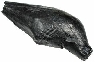 Fossil Sperm Whale (Scaldicetus) Tooth - South Carolina #374151