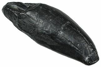 Fossil Sperm Whale (Scaldicetus) Tooth - South Carolina #374152