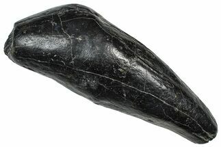 Fossil Sperm Whale (Scaldicetus) Tooth - South Carolina #374154
