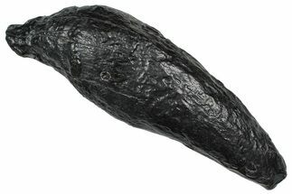 Fossil Sperm Whale (Scaldicetus) Tooth - South Carolina #374155