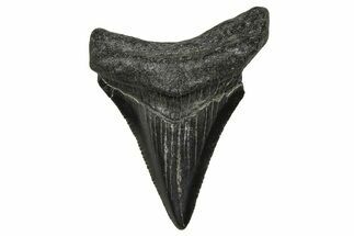 Serrated, Juvenile Megalodon Tooth - South Carolina #374227