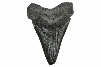 Serrated, Juvenile Megalodon Tooth - South Carolina #374228