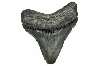 Serrated, Juvenile Megalodon Tooth - South Carolina #374229