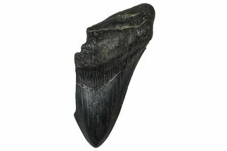 Partial Fossil Megalodon Tooth - South Carolina #374268