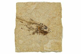Oligocene Fossil Deep-Sea Hatchetfish (Polyipnus) - Poland #374278