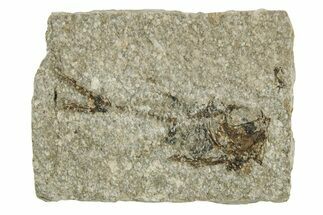 Oligocene Fossil Deep-Sea Hatchetfish (Polyipnus) - Poland #374279