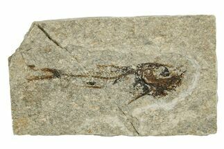 Oligocene Fossil Deep-Sea Hatchetfish (Polyipnus) - Poland #374282