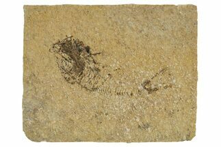 Oligocene Fossil Deep-Sea Hatchetfish (Polyipnus) - Poland #374283