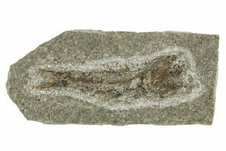 Oligocene Fossil Lanternfish (Eomyctophum) - Poland #374302