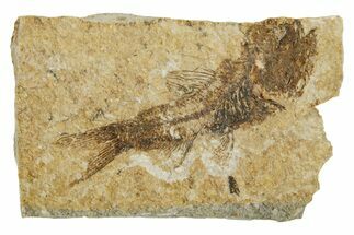 Oligocene Fossil Lanternfish (Eomyctophum) - Poland #374306