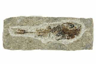 Oligocene Fossil Lanternfish (Eomyctophum) - Poland #374319
