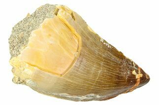 Fossil Mosasaur (Thalassotitan) Tooth - Morocco #374473