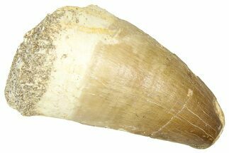 Fossil Mosasaur (Thalassotitan) Tooth - Morocco #374485
