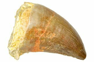 Fossil Prognathodontid Mosasaur Tooth - Morocco #374489