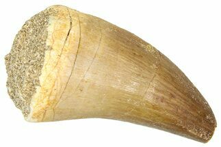 Fossil Prognathodontid Mosasaur Tooth - Morocco #374513