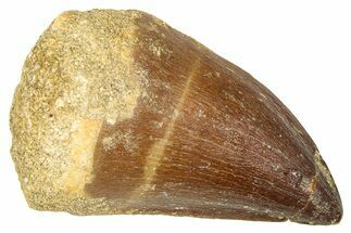 Fossil Mosasaur (Thalassotitan) Tooth - Morocco #374516
