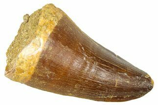 Fossil Mosasaur (Thalassotitan) Tooth - Morocco #374527