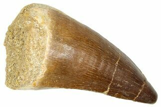 Fossil Mosasaur (Thalassotitan) Tooth - Morocco #374531