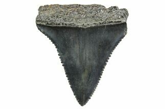 Serrated, Fossil Great White Shark Tooth - South Carolina #374669