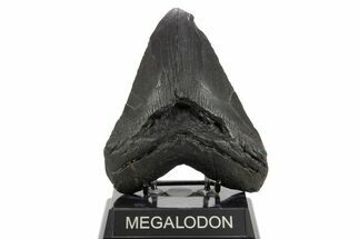 Huge Fossil Megalodon Tooth - South Carolina #374680