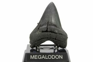 Serrated, Fossil Megalodon Tooth - South Carolina #374698