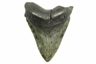 Fossil Megalodon Tooth - South Carolina #374708