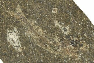 Oligocene Fossil Clupeoid Fish (Beksinskiella) - Poland #374443
