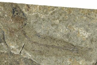 Oligocene Fossil Clupeoid Fish (Beksinskiella) - Poland #374445