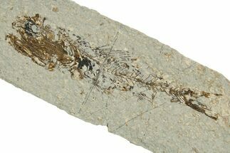 Oligocene Fossil Lanternfish (Eomyctophum) - Poland #374309