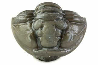 Wide Enrolled Flexicalymene Trilobite - Mt Orab, Ohio #375056