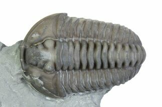 Flexicalymene Trilobite - Mt Orab, Ohio #375204