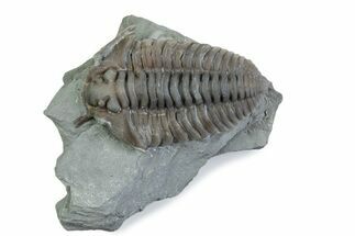 Flexicalymene Trilobite - Mt Orab, Ohio #375206