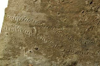 Cruziana (Fossil Trilobite Trackway) - Morocco #375321