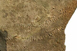 Cruziana (Fossil Trilobite Trackway) - Morocco #375327