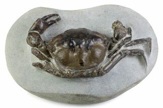 Very Nice Eocene Fossil Crab (Pulalius) - Washington State #375373