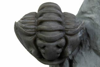 Wide Enrolled Flexicalymene Trilobite - Mt Orab, Ohio #375229