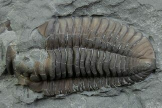 Bargain, Prone Flexicalymene Trilobite - Mt Orab, Ohio #375239