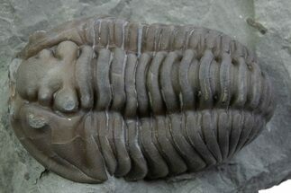 Flexicalymene Trilobite - Mt Orab, Ohio #375240