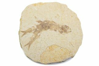 Fossil Fish (Knightia) Mortality Plate - Wyoming #375377