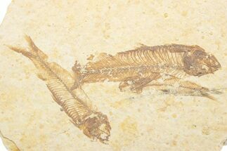 Fossil Fish (Knightia) Mortality Plate - Wyoming #375382