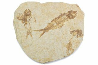Fossil Fish (Knightia) Mortality Plate - Wyoming #375399