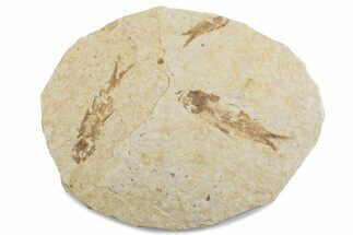 Fossil Fish (Knightia) Mortality Plate - Wyoming #375400