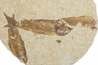 Fossil Fish (Knightia) Mortality Plate - Wyoming #375403