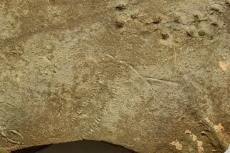 Cruziana (Fossil Trilobite Trackway) - Morocco #375456